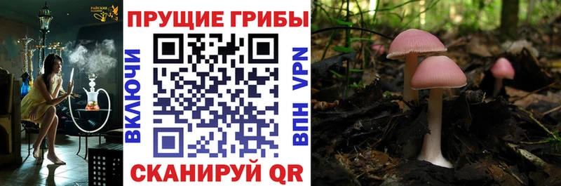 цена   Зеленокумск  Псилоцибиновые грибы мицелий 